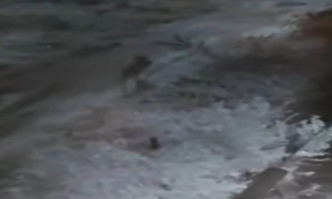 Τρόμος στην Κοζάνη: Τι ήταν αυτό που άρπαξε το σκύλο από την αυλή; (βίντεο)